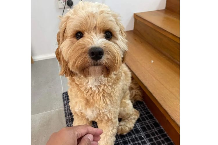Loxy's Cavoodles - Loxy's Fur Babies.