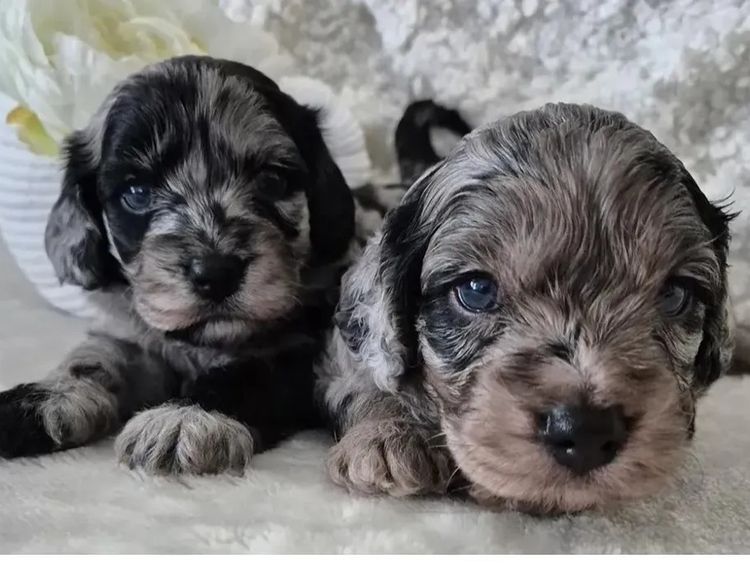 Loxy's Cavoodles - Loxy's Fur Babies.