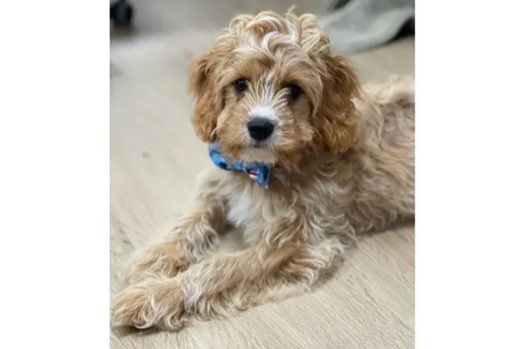 Loxy's Cavoodles - Loxy's Fur Babies.