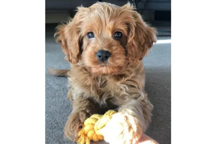Loxy's Cavoodles - Loxy's Fur Babies.