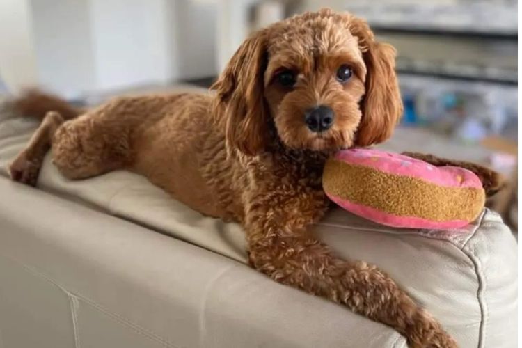 Loxy's Cavoodles - Loxy's Fur Babies.