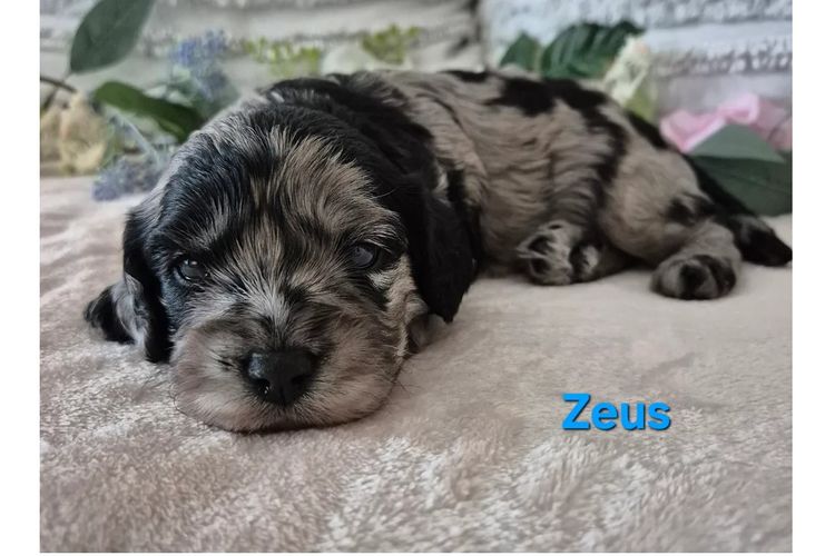 Loxy's Cavoodles - Loxy's Fur Babies.