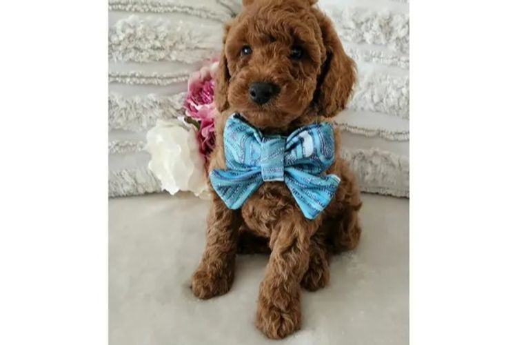Loxy's Cavoodles - Loxy's Fur Babies.