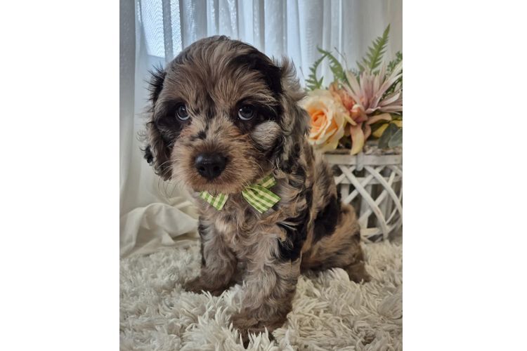 Loxy's Cavoodles - Loxy's Fur Babies.