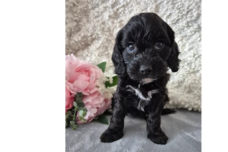Loxy's Cavoodles - Loxy's Fur Babies.