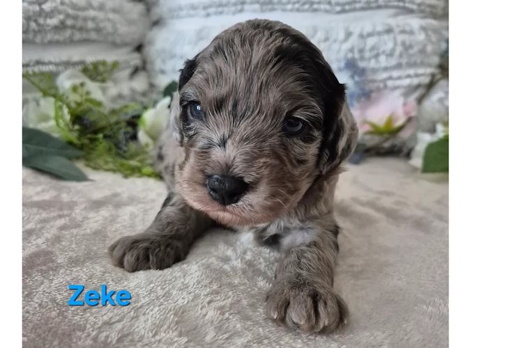 Loxy's Cavoodles - Loxy's Fur Babies.