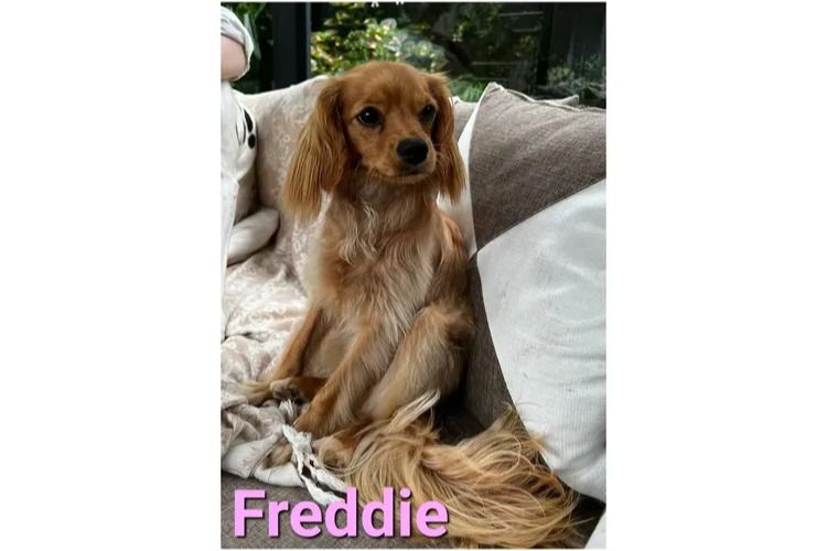 Loxy's Cavoodles - Loxy's Fur Babies.
