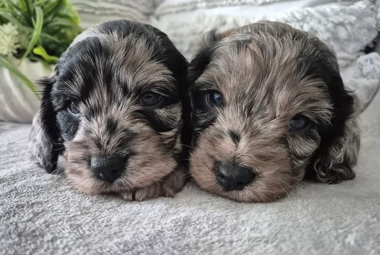 Loxy's Cavoodles - Loxy's Fur Babies.
