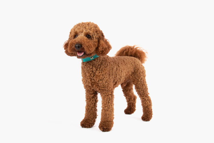 HarLyn Cavoodles