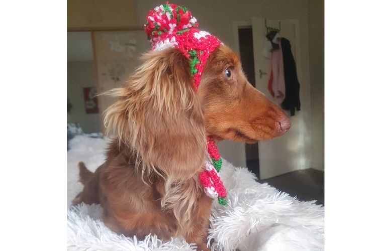 Rionovo Mini Dachshunds MDBA member