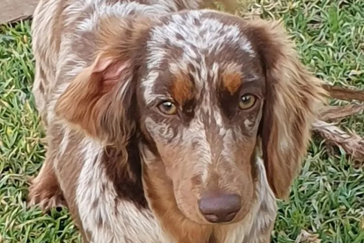 Rionovo Mini Dachshunds MDBA member