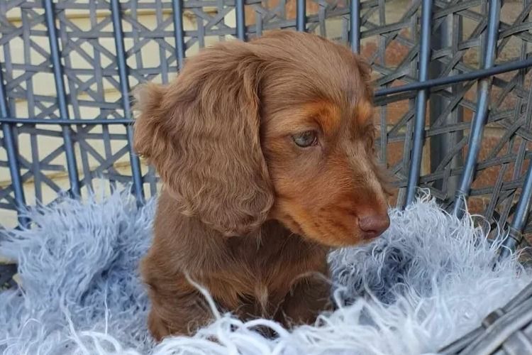 Rionovo Mini Dachshunds MDBA member