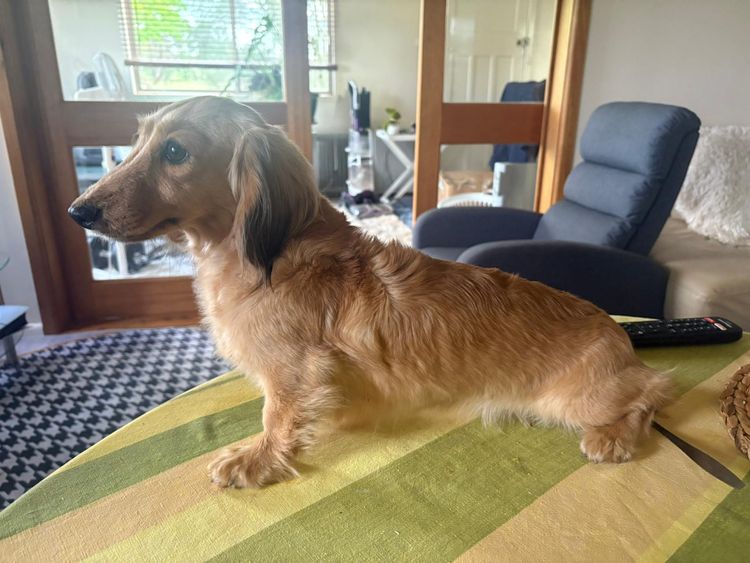 Rionovo Mini Dachshunds MDBA member