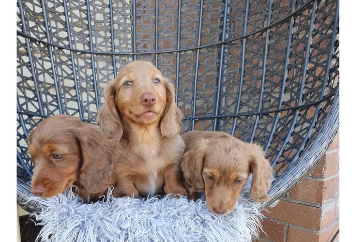 Rionovo Mini Dachshunds MDBA member
