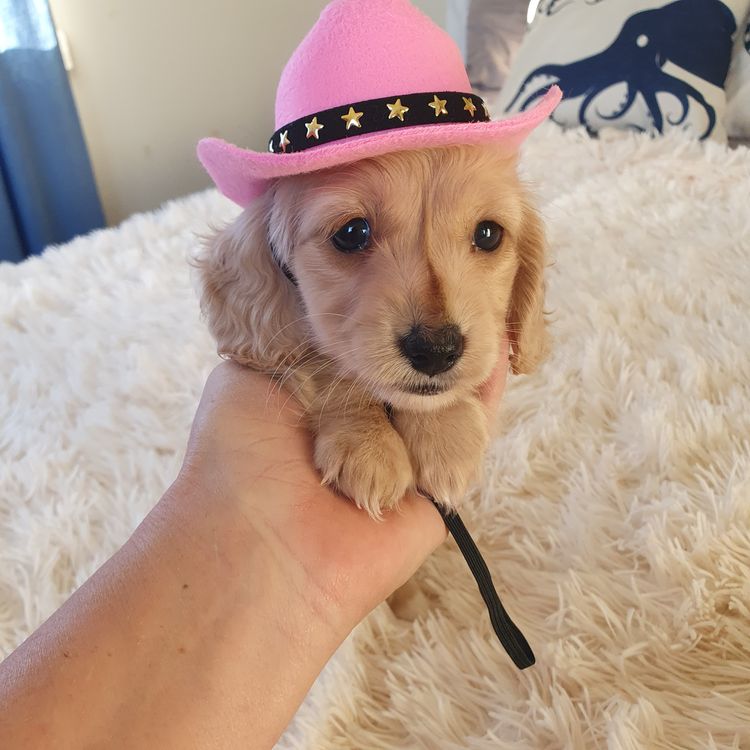 Rionovo Mini Dachshunds MDBA member