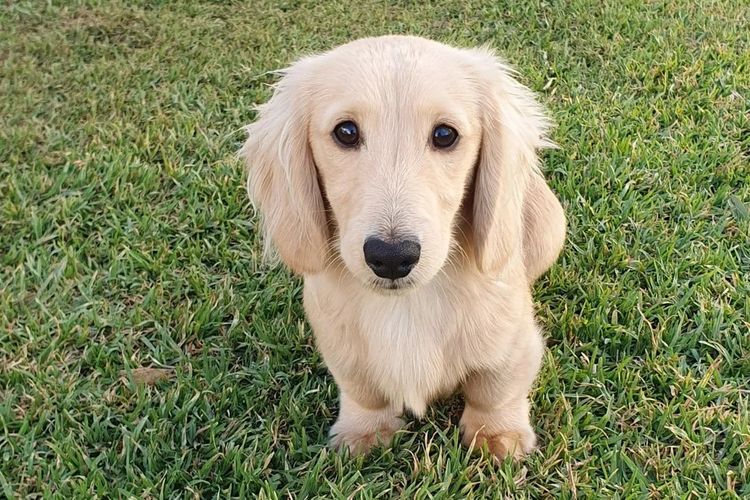 Rionovo Mini Dachshunds MDBA member