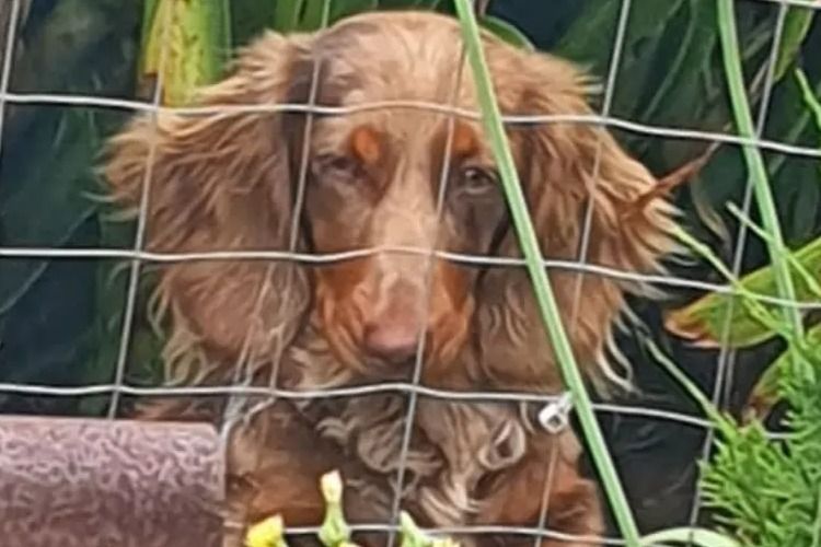 Rionovo Mini Dachshunds MDBA member
