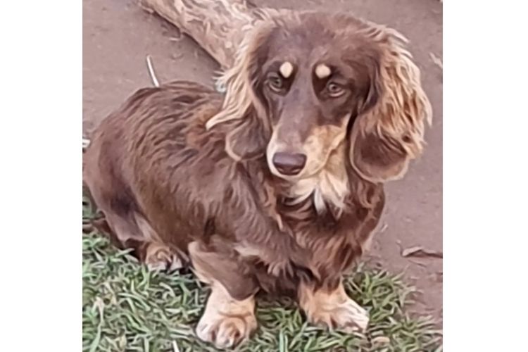 Rionovo Mini Dachshunds MDBA member