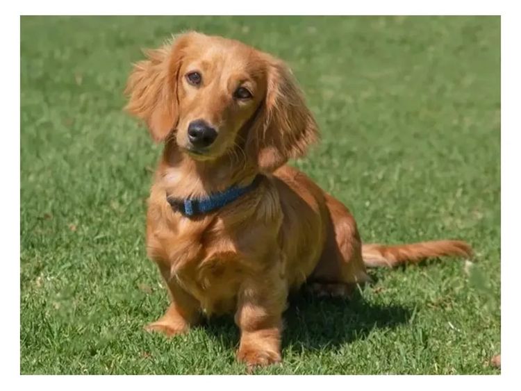 Rionovo Mini Dachshunds MDBA member
