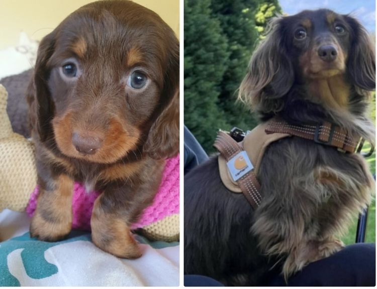 Rionovo Mini Dachshunds MDBA member
