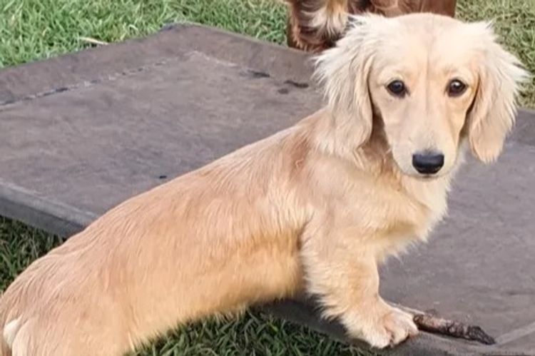 Rionovo Mini Dachshunds MDBA member