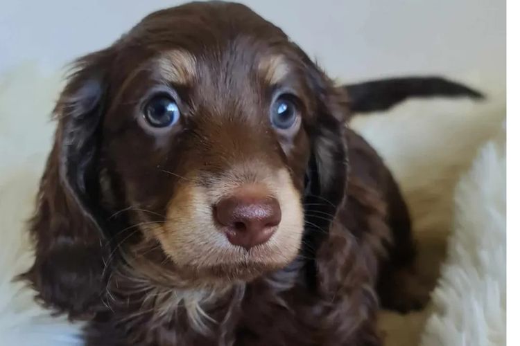 Rionovo Mini Dachshunds MDBA member