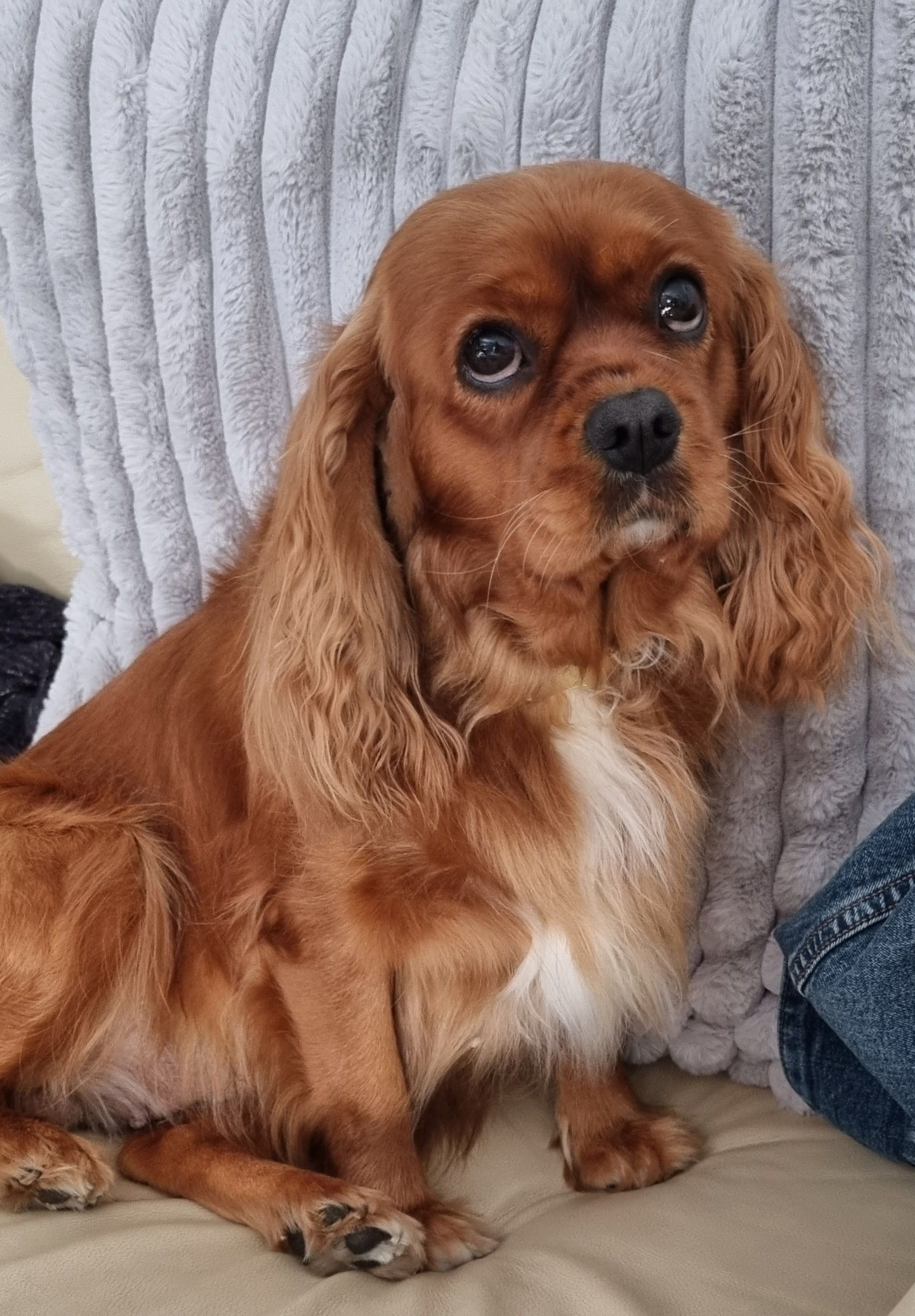 SpoiltCavs Cavalier King Charles Spaniels responsible breeder in