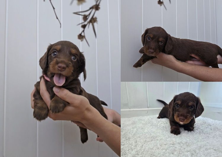 A Grade Dachshunds