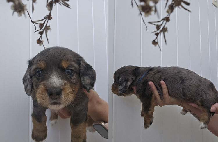 A Grade Dachshunds
