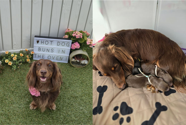 A Grade Dachshunds