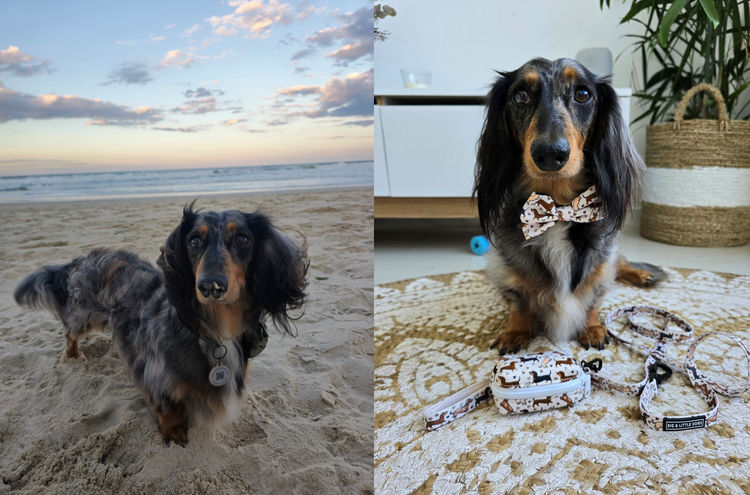 A Grade Dachshunds