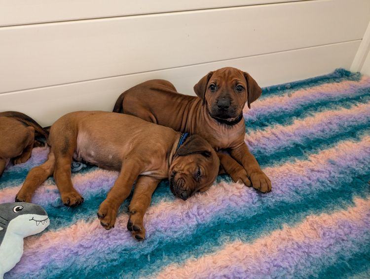 Jaspridge Rhodesian Ridgebacks