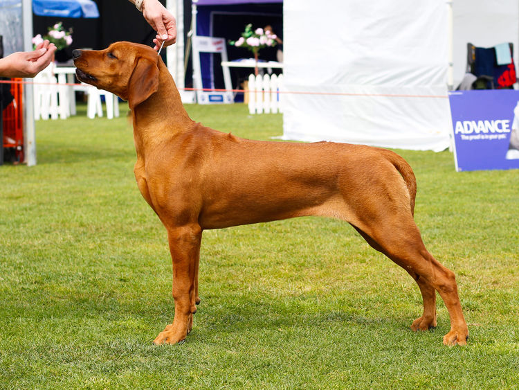 Jaspridge Rhodesian Ridgebacks
