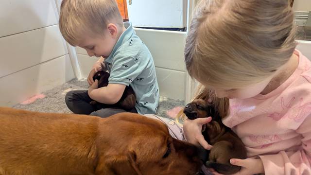 Jaspridge Rhodesian Ridgebacks