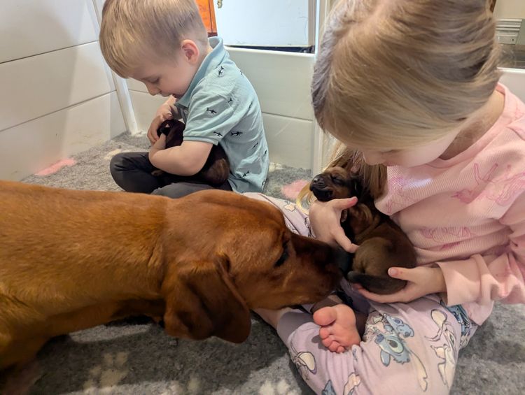 Jaspridge Rhodesian Ridgebacks