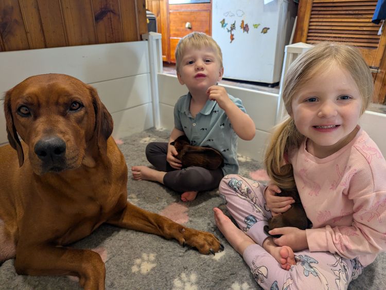 Jaspridge Rhodesian Ridgebacks