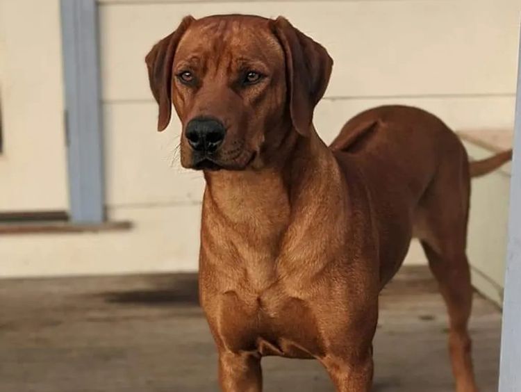 Jaspridge Rhodesian Ridgebacks