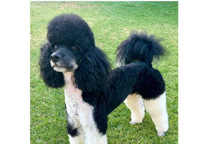 Benalla Poodles & Grooming