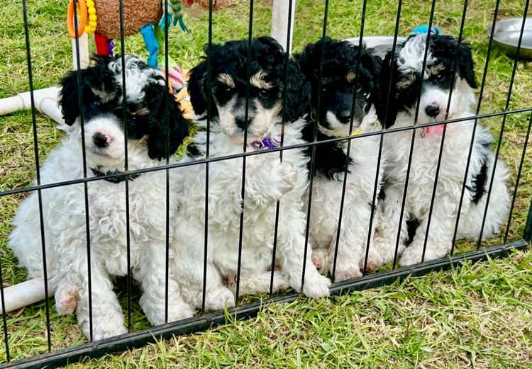 Benalla Poodles & Grooming