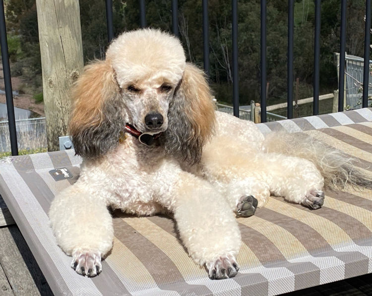 Benalla Poodles & Grooming