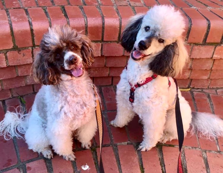 Benalla Poodles & Grooming