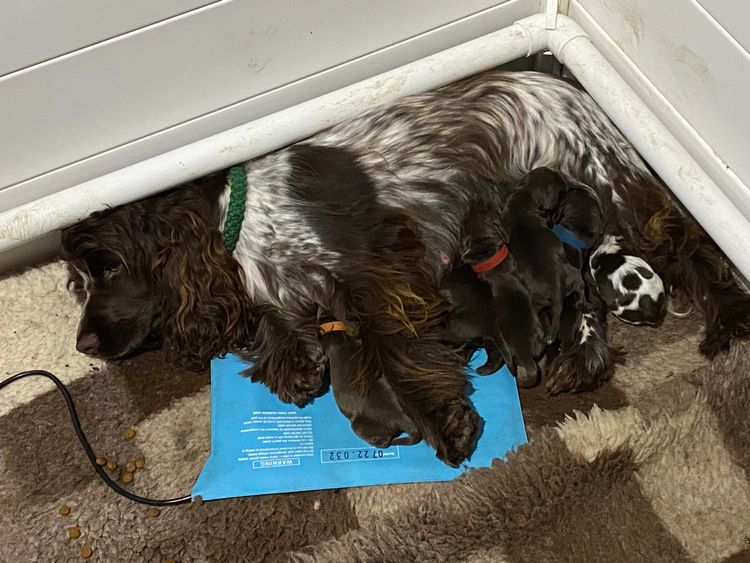 Shelldale cocker spaniels