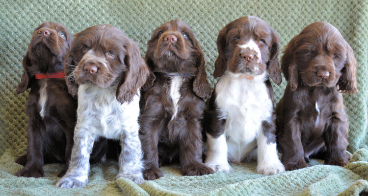 Shelldale cocker spaniels
