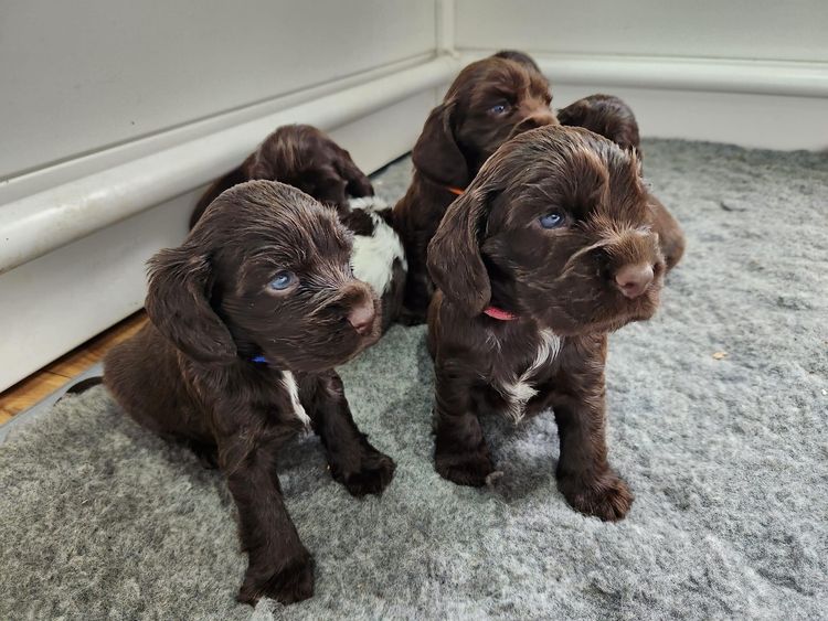 Shelldale cocker spaniels