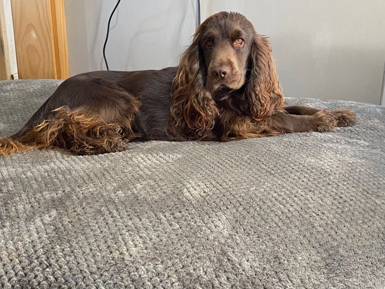 Shelldale cocker spaniels