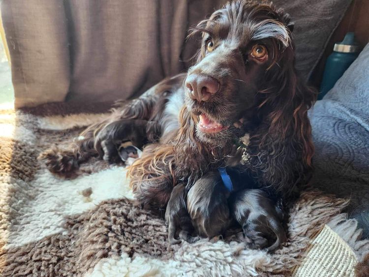 Shelldale cocker spaniels