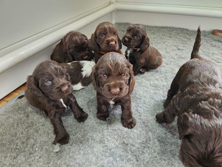 Shelldale cocker spaniels