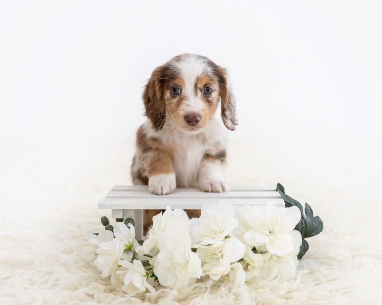 Luxe Dachshunds