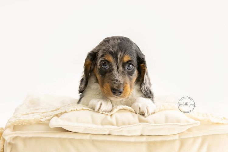 Luxe Dachshunds