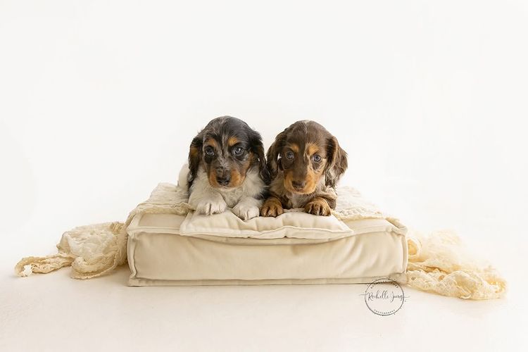 Luxe Dachshunds